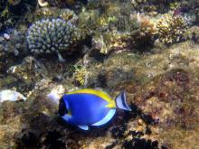 Unterwasserwelt im Marine Park, Mafia Island