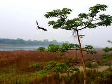 Chitwan Nationalpark: mystische Elefantensafari im Morgengrauen