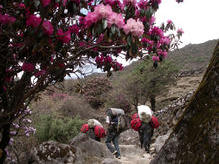 Rhododendronblüte auf dem Weg nach Thame (3800 m)