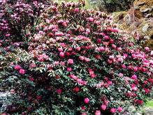 beinahe zum Schluss unseres Trekkings auf ca. 2800 m - doch noch herrlich blühende Rhododendren-Bäume !