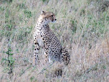 Gepard, zentrale Serengeti