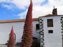 Roter Teide-Natternkopf in Vilaflor