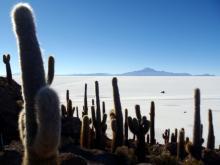 Isla Incahuasi mit 1000-jährigen Kandelaber-Kakteen, Bolivien