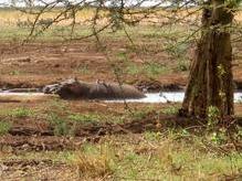 Flusspferd im Manyara Nationalpark,  Ostafrikanischer Graben (Rift Valley) 