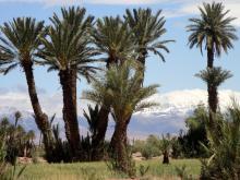 Palmenhain bei Skoura, im Hintergrund die schneebedeckten Gipfel des Hohen Atlas