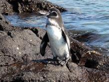 Galapagos Pinguin, Bartolomé