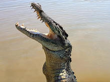 Jumping crocodile, Adelaide River