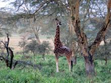 Seltene Rothschild-Giraffe im Lake Nakuru Nationalpark