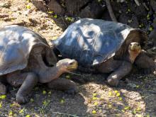 Galápagos-Riesenschildkröten - Santa Cruz