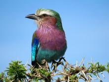 Gabelracke, Serengeti