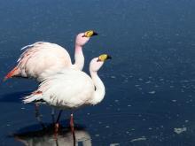 James Flamingos, Bolivien