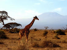 Amboseli Nationalpark Kenia, mit Kilimanjaro (5.895 m)