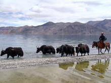 Yaks am Pangong-See