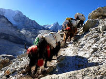 Morgenstimmung mit Yaks auf dem Weg nach Lobuche (4910 m)