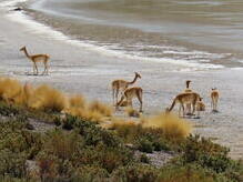 Vicuñas an der Laguna Hedionda