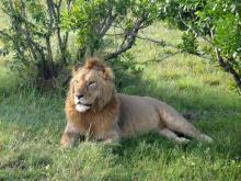 Junger Löwe mit Flecken, Massai Mara