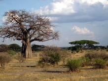 Charakterische Baumsavanne mit Affenbrotbaum im Tarangire Nationalpark