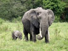 Elefant mit Jungem, Massai Mara