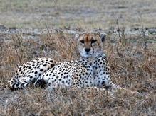 Safariglück im Ngorongoro Krater - ein Gepard in 15 m Entfernung