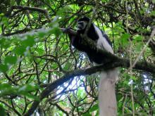 Colobus-Affe