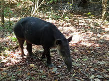 Mittelamerikanischer Tapir