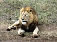 Majestätischer Simba im Ngorongoro Krater