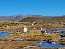 Feuchtwiesen mit Lamas im Nationalpark Eduardo Avaroa