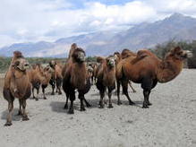 Baktrische Kamele in Hundar, Nubra Valley