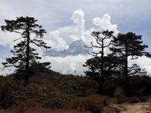 Himalayatannen oberhalb von Namche Bazar - mit links Kangtega (6783 m) und rechts Thamserku (6618 m)