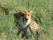 Gepard, Serengeti