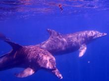 Schwimmen mit Delfinen 