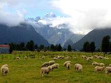 lang ersehnter Blick auf den Mt. Tasman (3'498 m) in Fox Glacier Village