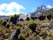 Riesensenecien vor Mt. Kenia-Massiv mit Lenana Peak (links)