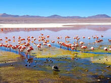 Laguna Colorada