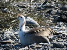 Junger Galápagos-Albatros - Española