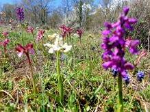 wilde Orchideen - Gargano Nationalpark