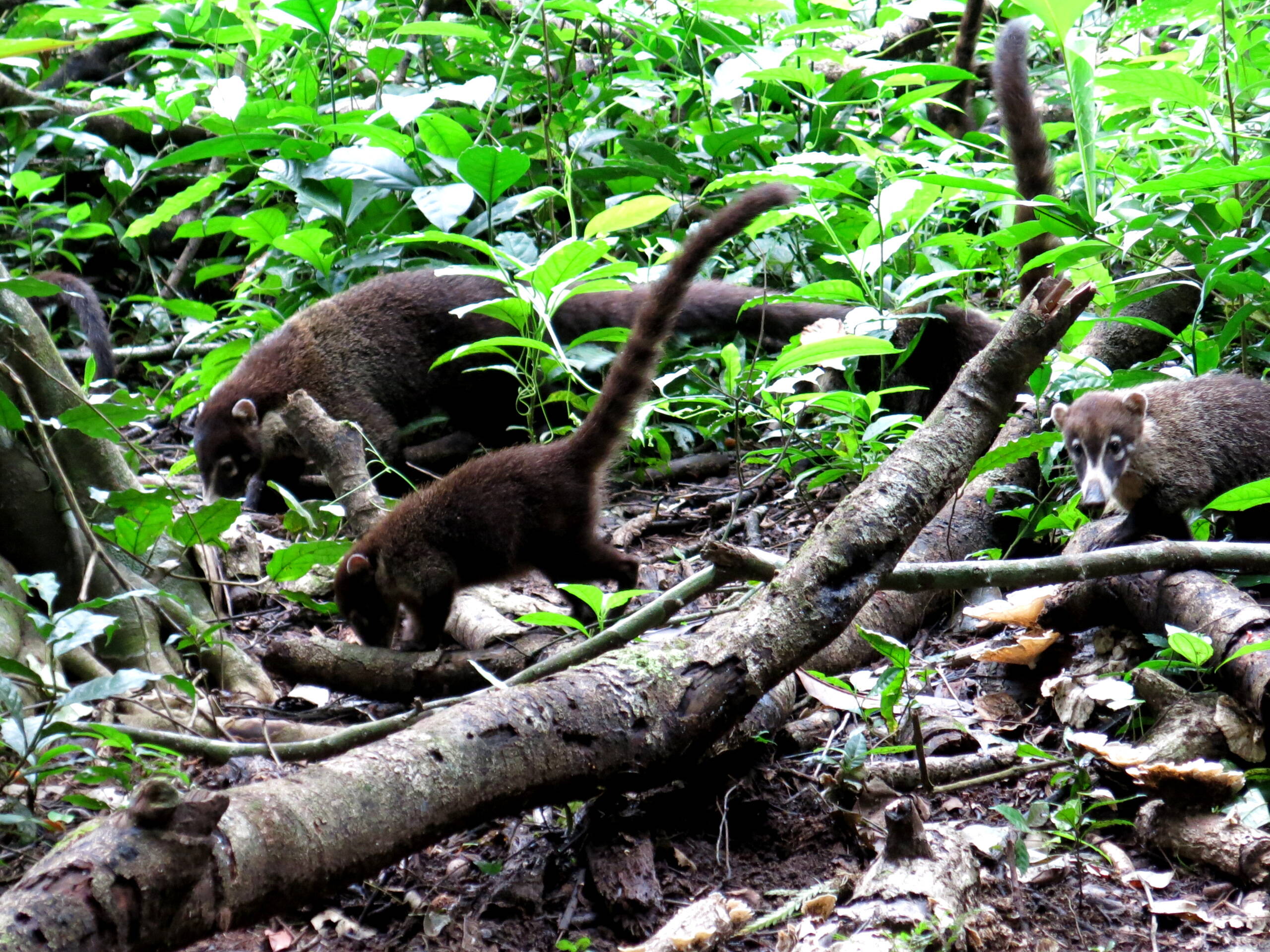 Costa Rica-Impressionen – FreitagTravel