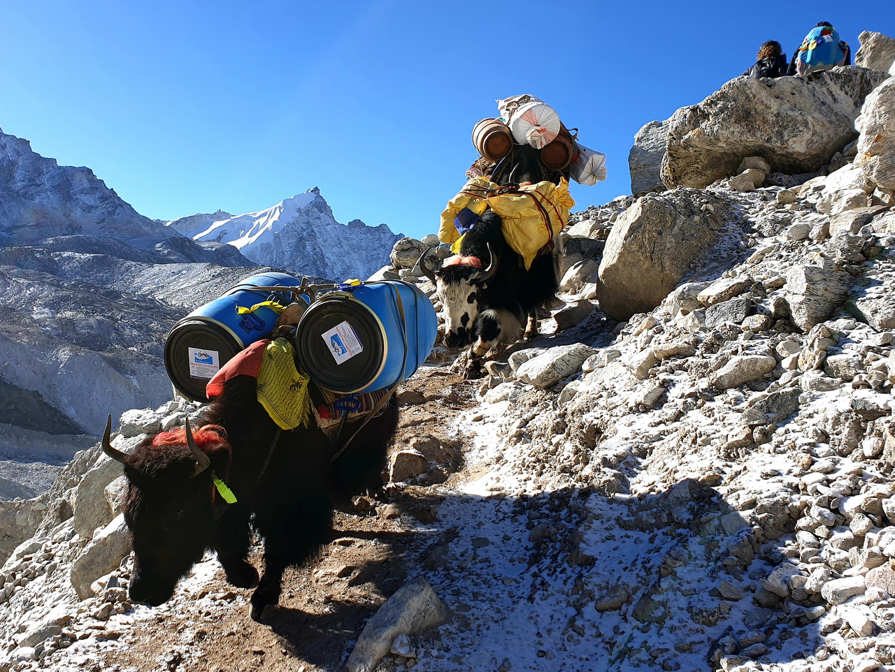 Nepal - Yaks auf dem Weg nach Gorak Shep (5140 m) Nepal - Yaks auf dem Weg nach Gorak Shep (5140 m)