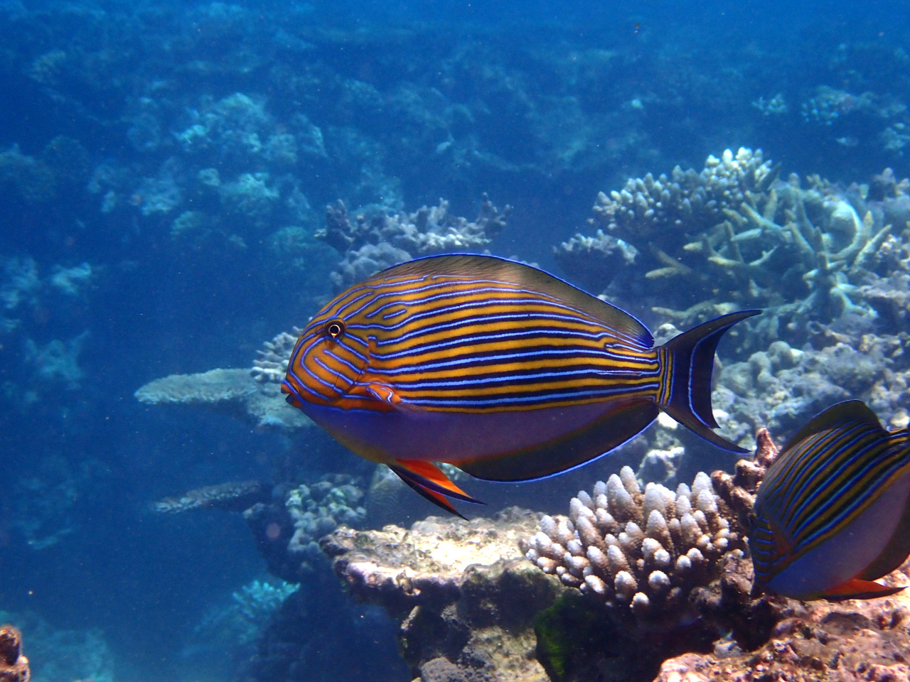 Great Barrier Reef - Australien Great Barrier Reef - Australien