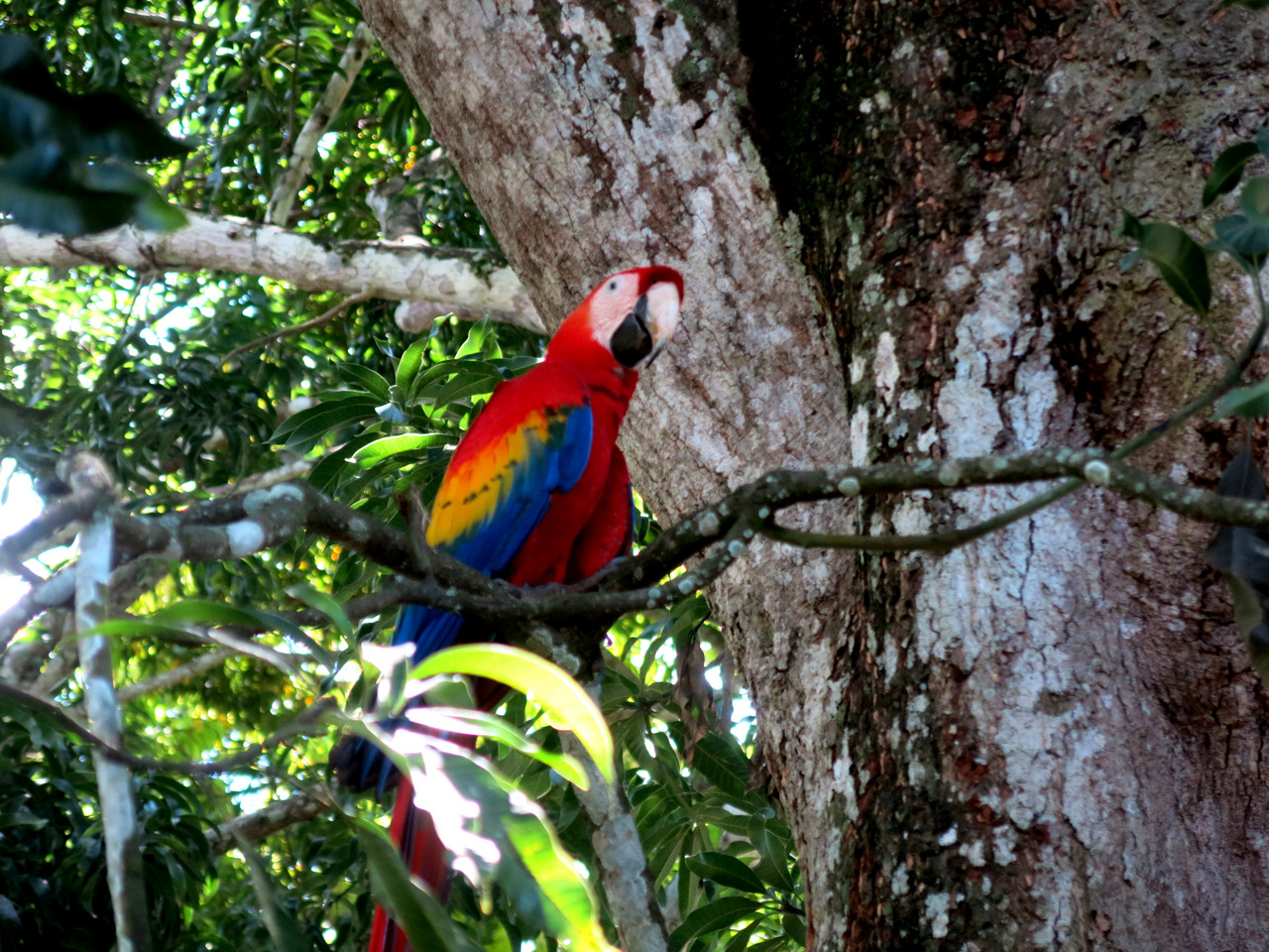 Ara, Dominical - Costa Rica Ara, Dominical - Costa Rica