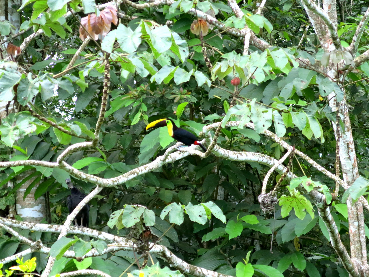 Tukan im Corcovado Nationalpark, Costa Rica Tukan im Corcovado Nationalpark, Costa Rica